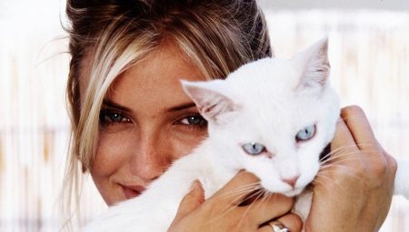 Katte og deres ejere: Elsker katte deres ejere, og kan de glemme dem?