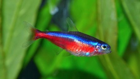 Röd neon: beskrivning av fisk, hållning och avel