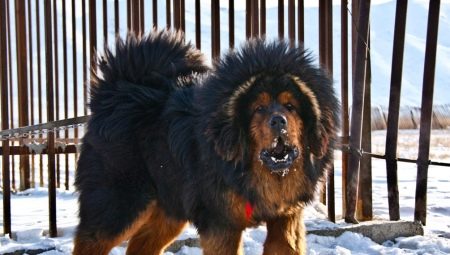 Keturunan anjing besar: ciri umum, penarafan, pemilihan dan penjagaan