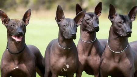 Xoloitzcuintle: species of breed, how to contain it?