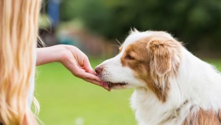 Treats for dogs: types, best manufacturers and features of choice