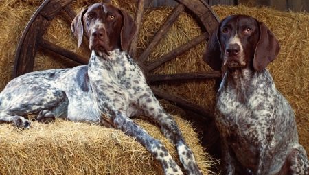 Staande honden: beschrijving van soorten en bewaargeheimen