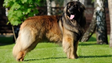 Leonbergeris: veislės savybės ir šunų laikymo taisyklės