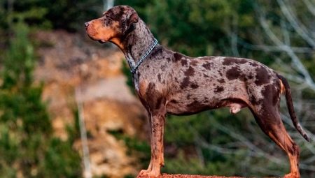 Leopardo šuns katahula: aprašymas, pranašumai ir trūkumai, temperamentas, priežiūros taisyklės