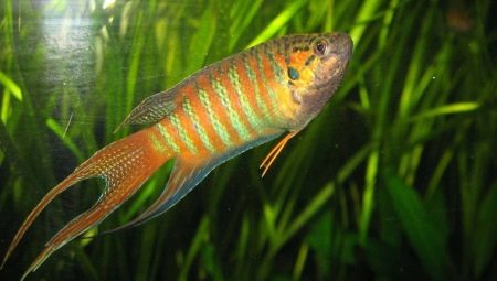 מקרופוד: תיאור דגים, שמירה וטיפול
