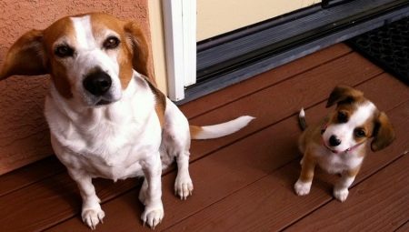 Mètriques de gossets i gossos adults: què és i com omplir-lo?
