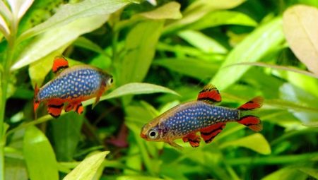 Mikroparzijska galaksija: čuvanje i uzgoj akvarijskih riba