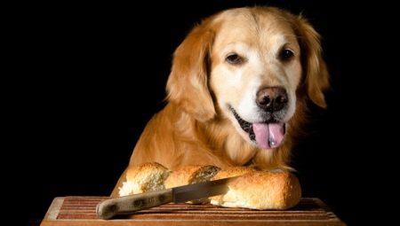 Is het mogelijk om honden brood te geven en wat is beter om te voeren?