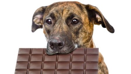 هل من الممكن إعطاء الكلاب الحلويات ولماذا يحبونها؟