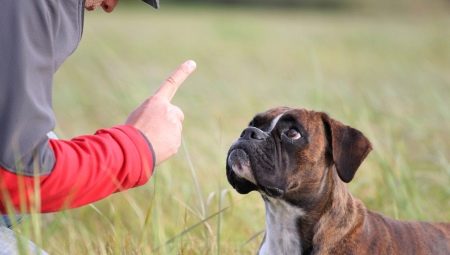 Meg lehet büntetni egy kutyát, és hogyan kell ezt megtenni?