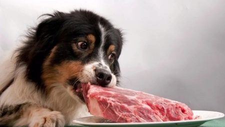 لحم الكلاب