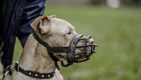 Muzzles for dogs: types and sizes