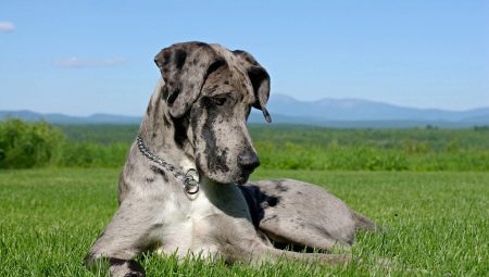 Great Dane: Plemená a funkcie starostlivosti o psov