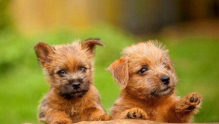 Norfolk Terrier: características da raça e regras de cuidados