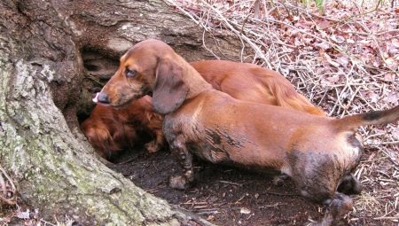 Gossos enterrats: descripció de les races, característiques de manteniment i entrenament