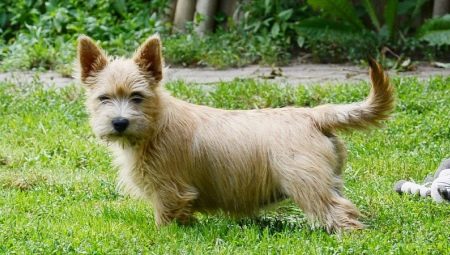 Norwich Terrier: ciri baka dan rahsia kandungannya