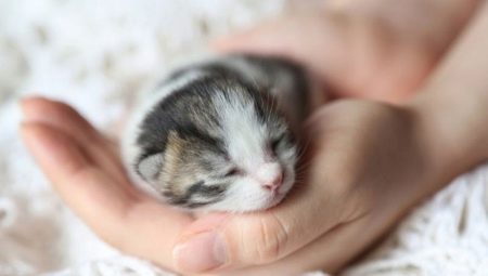 Новорођена мачића: правила развоја и неге