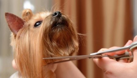 Dog scissors: varieties, requirements and selection tips