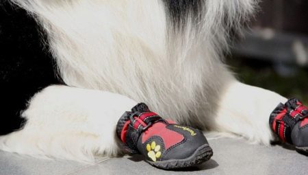 Köpek ayakkabıları: seçim için seçenekler ve öneriler