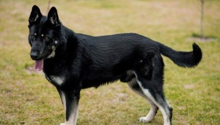 Vakt raser av hundar: typer, urval och träning