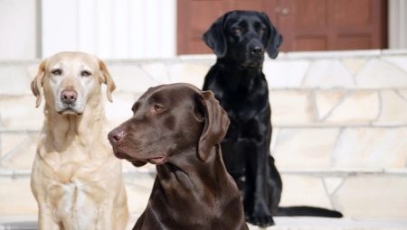 Kolory psów: cechy i typy