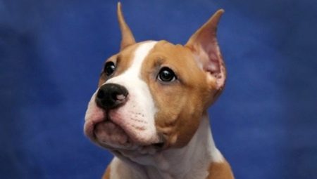 Staffordshire Terrier kulaklarını durdurmanın özellikleri