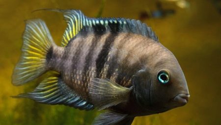 Features of keeping aquarium fish cichlids