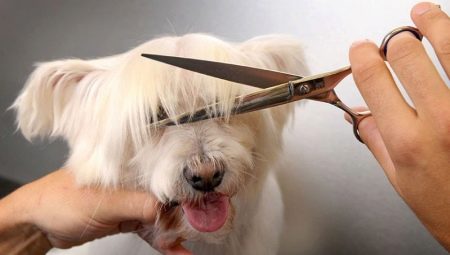 Features of grooming dogs