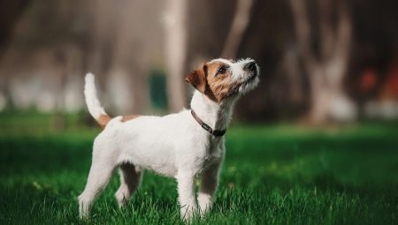 Parson Russell Terrier: descripción de la raza y características de su contenido