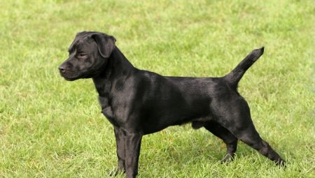 Putterdale Terrier: mô tả về giống chó và nuôi