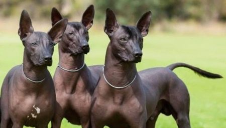 Peruaanse haarloze honden: beschrijving van het ras, regels voor het onderhoud ervan