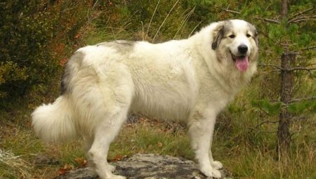 Ορεινό σκύλο των Πυρηναίων: Χαρακτηρισμός και αναπαραγωγή