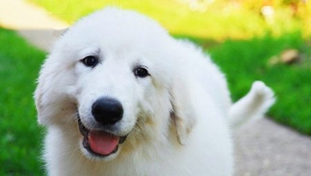 Pirene dağ köpeği: cins özellikleri ve bakım özellikleri
