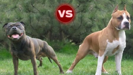 Pit Bull và Staffordshire Terrier: sự khác biệt chính