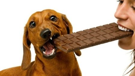 ทำไมช็อคโกแลตไม่ได้รับสุนัข?