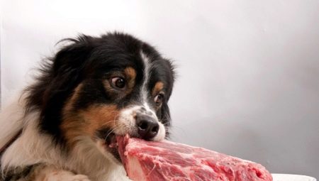 Why can't dogs be given pork?