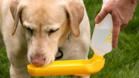 Drinking bowls for dogs: varieties and tips for choosing