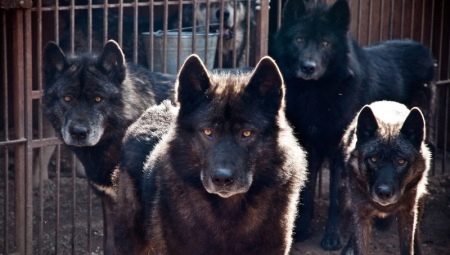 Tverrhund og ulv: funksjoner og typer