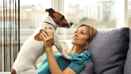 Raça de gossos per a un apartament: com triar i mantenir-lo?