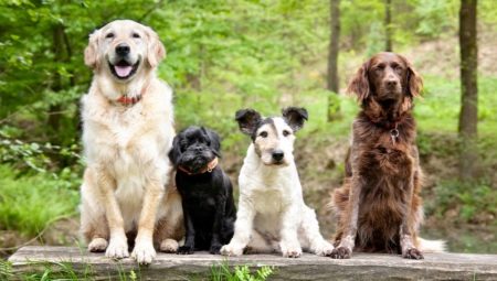 Dog breeds: description and choice