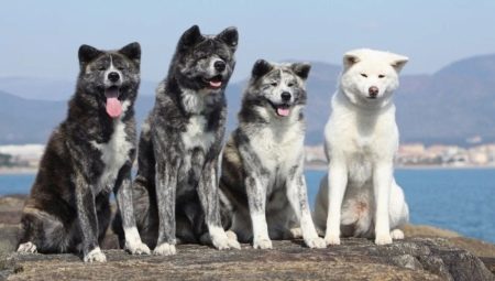 Пасмине јапанских паса