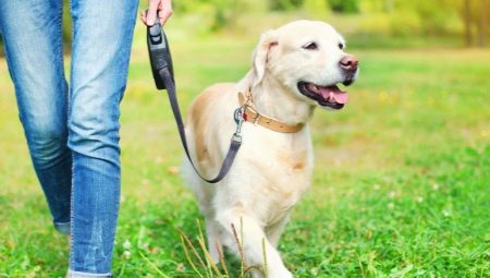 Dog Roulette Leash: como escolher e usar?
