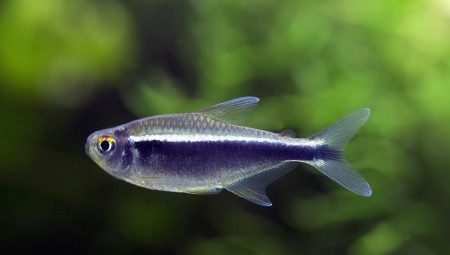 Regole per la cura e il mantenimento dei pesci al neon