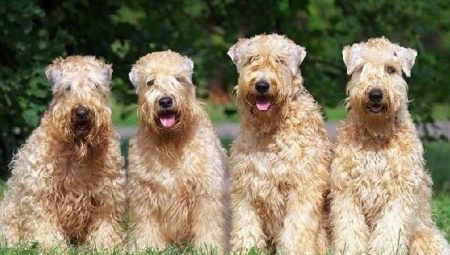 Wheaten Terrier: وصف السلالة والمحتوى