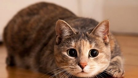 Ψυχολογία γάτας: Χρήσιμες πληροφορίες συμπεριφοράς