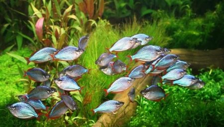 Ирис: видове аквариумни риби и особености на тяхното съдържание