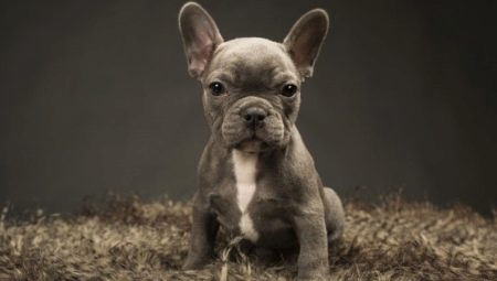 Sizes of French bulldogs depending on age and how to adjust them