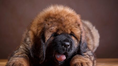 Tibetan mastiff sizes by months: weight and height