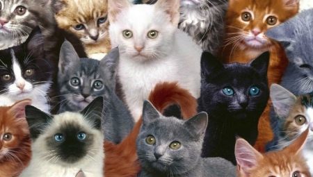 Variedad de razas de gatos.