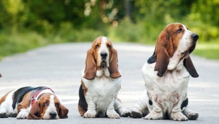 Разнообразие от породи кучета с дълги уши